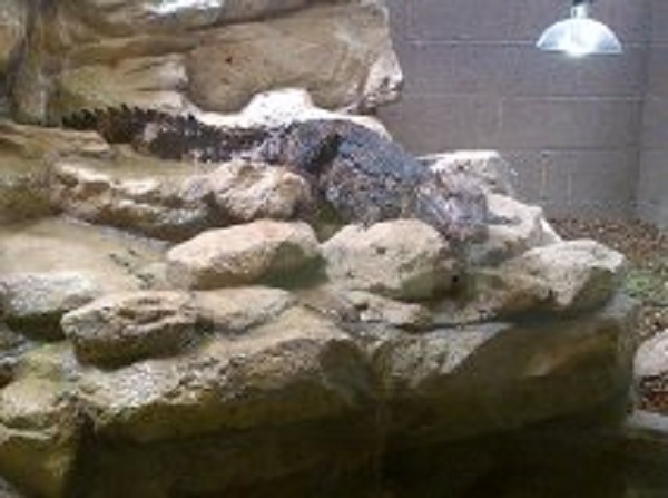 Crocodile World