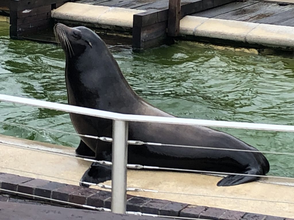 Sealion