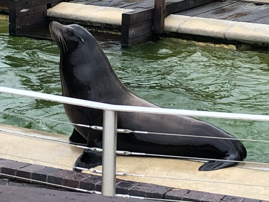 Sealion 